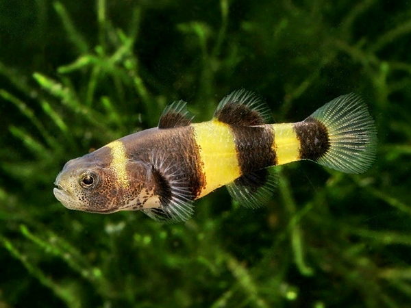 Gobio Bumble Bee XXL