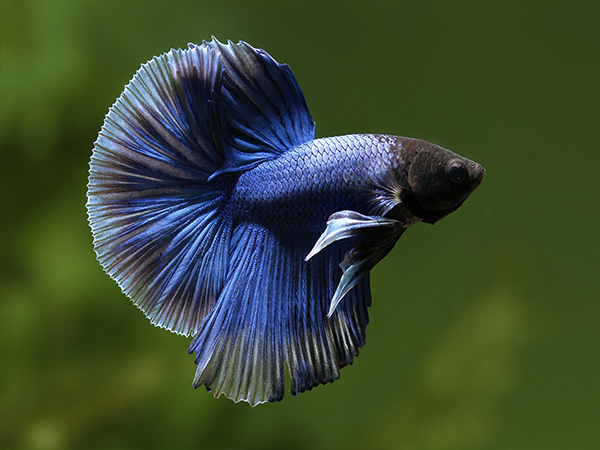 Betta HM Macho