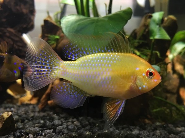 Ramirezi Golden