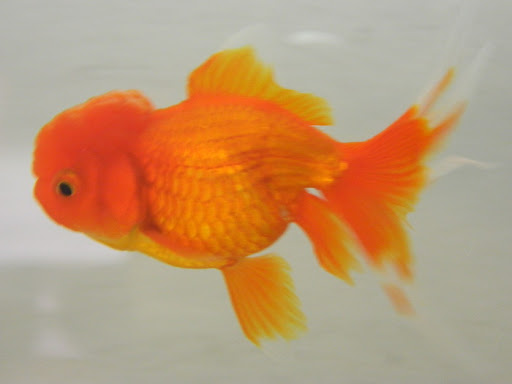 Orandas Rojo