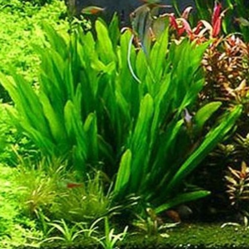 AQUARIUS (ECHINODORUS) URUGUAYENSIS