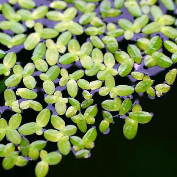 LEMNA MINOR
