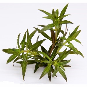 Limnophila aromatica EMERGIDA