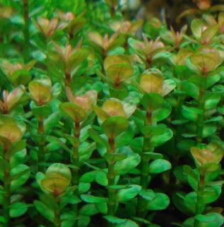 Lindernia sp Indian