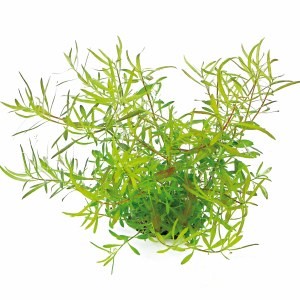 Ludwigia arcuata EMERGIDA