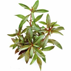 Ludwigia glandulosa EMERGIDA