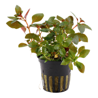 Ludwigia red rubin EMERGIDA