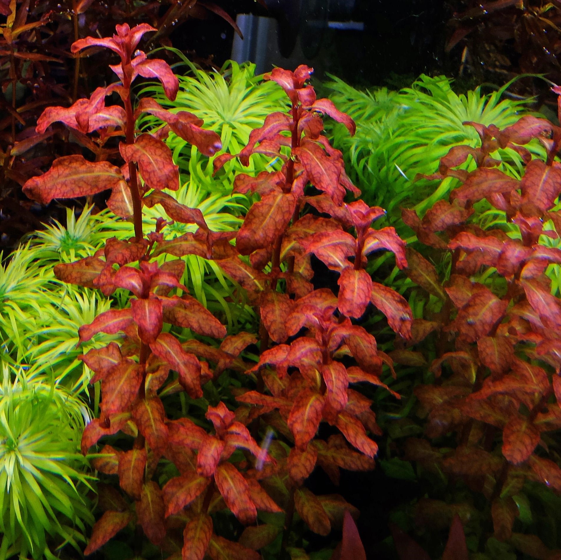 Ludwigia senegalensis
