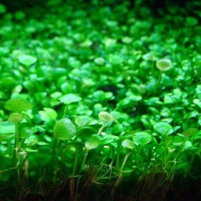 Marsilea crenata