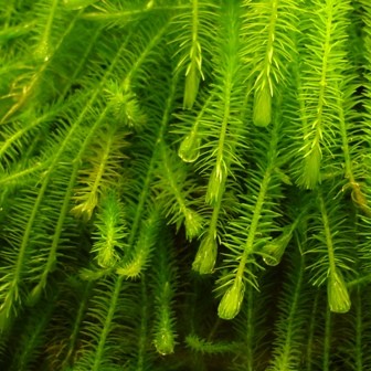 MAYACA FLUVIATILIS