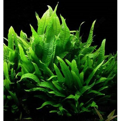 Microsorum philipinne (chico)