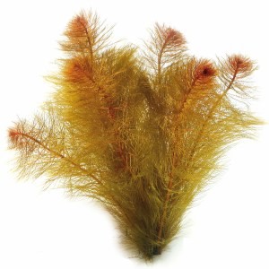 Myriophyllum tuberculatum
