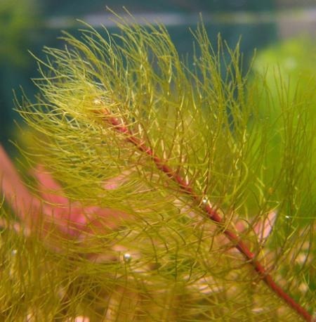 MYRIOPHYLLUM MATOGROSSENSIS