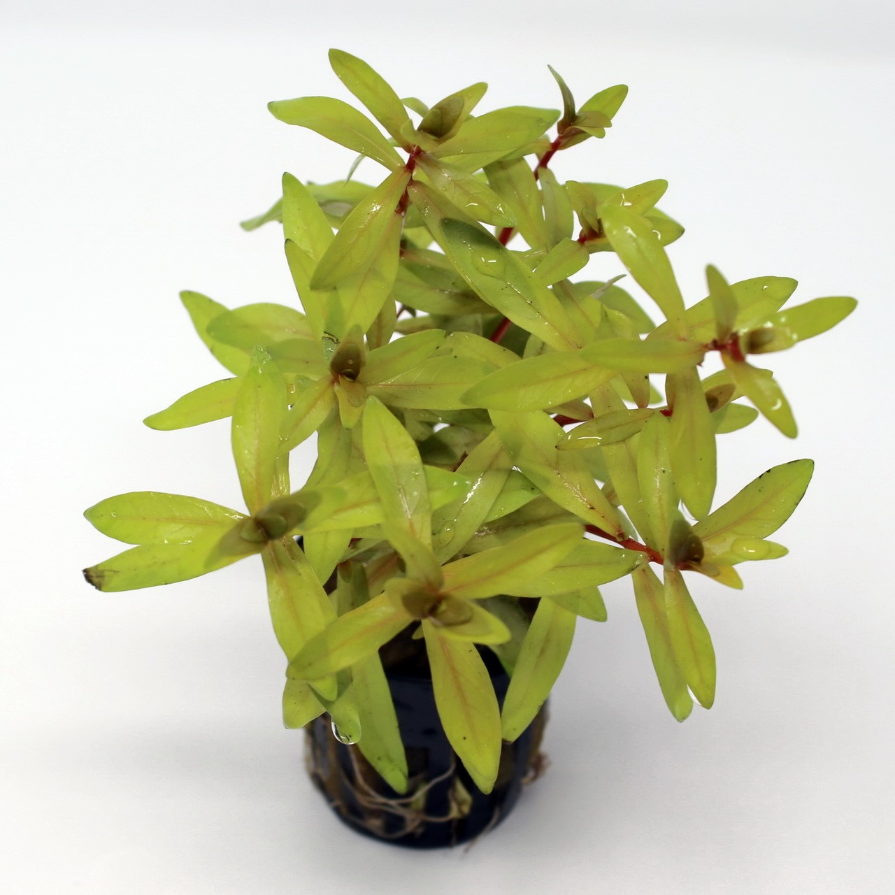 Nessaea Pedicellata Golden EMERGIDO