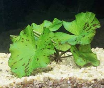 Nymphaea Lotus Green desde