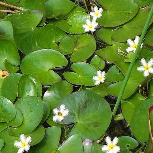 Nymphoides Humboldtiana