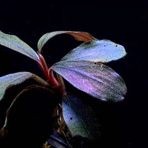 Bucephalandra Pandora Herodesh