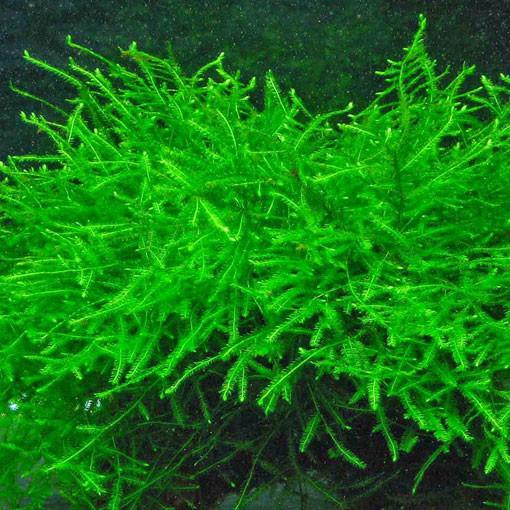TAXIPHYLLUM BARBIERI (MUSGO DE JAVA)