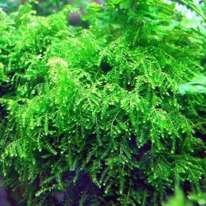 Weeping moss
