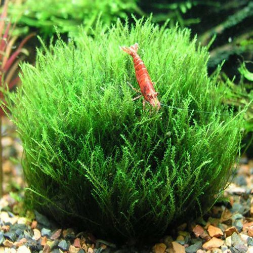 Willow Moss