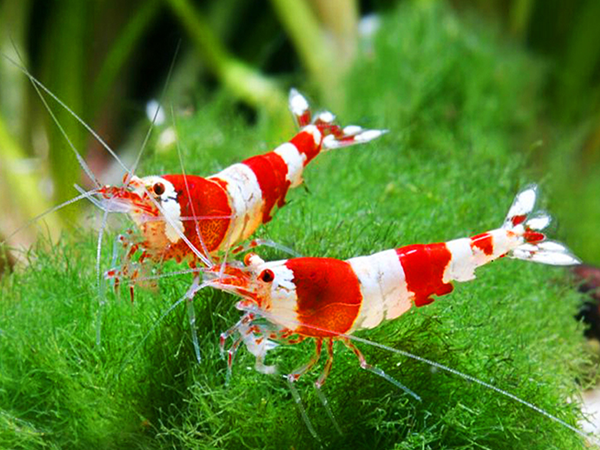 CRS Crystal Red