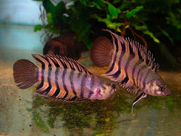 Ctenopoma Orange salvaje