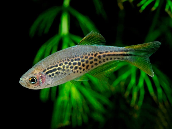 Danio Kyathit
