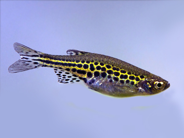 Danio Tinwini