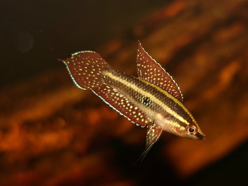 Parosphromenus Opallios