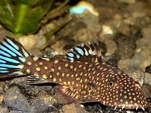 Locha de Borneo Blue Tail