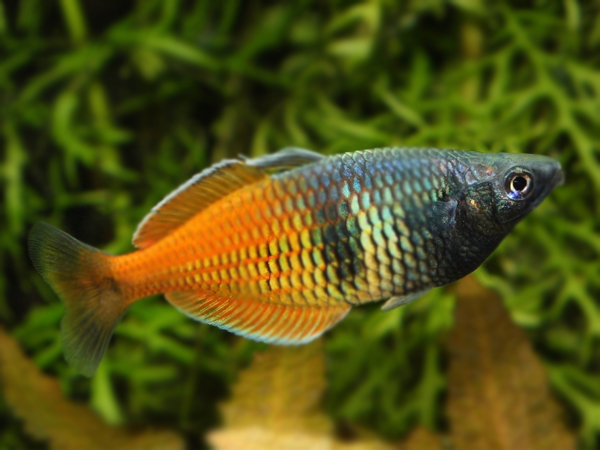 Melanotaenia Bosemanii