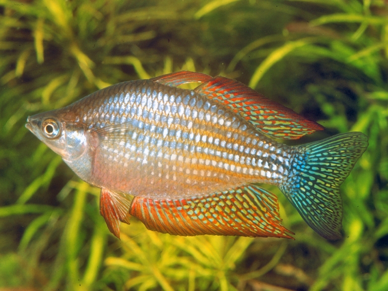 Melanotaenia Inornata