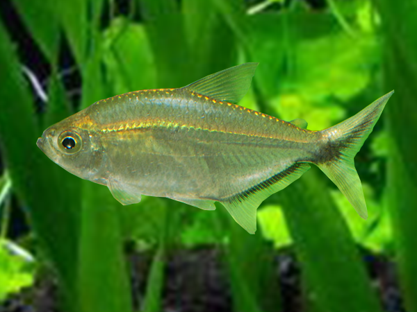 Moenkhausia Costae