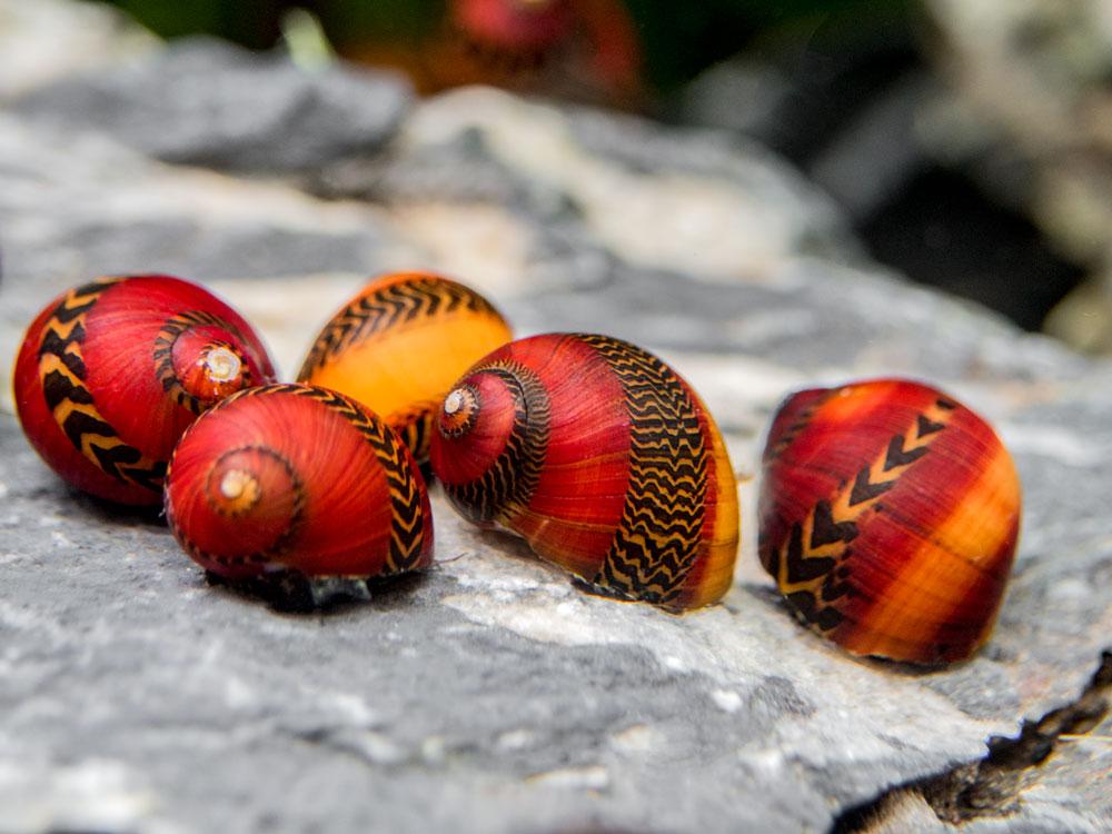 Red neritina snail