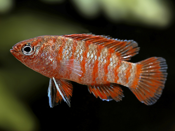 Red Scarlet Badis