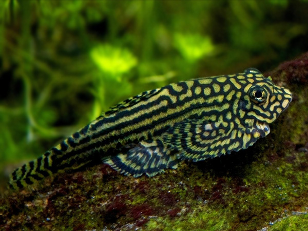 Sewellia Lineolata