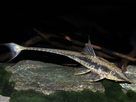 Sturisoma Robustum