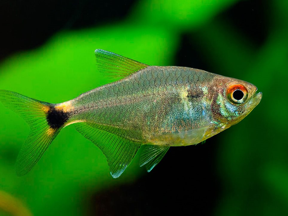 Tetra Cola Brillante