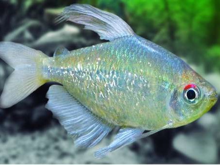 Tetra Diamante