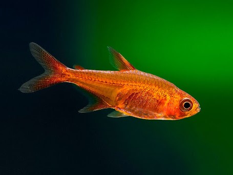 Tetra Ember