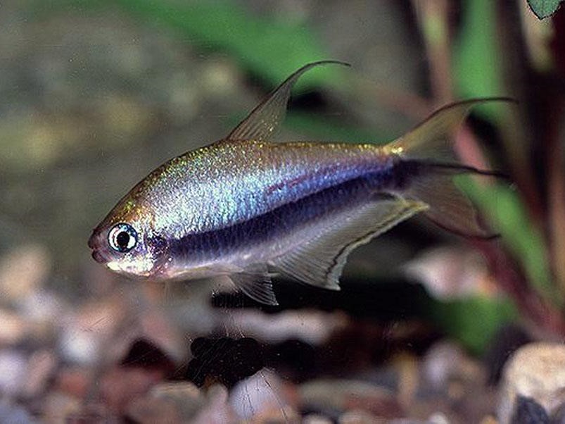 Tetra Emperador Colombia