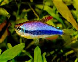 Tetra Kerry Blue