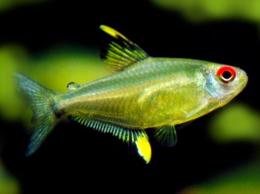 Tetra Limón