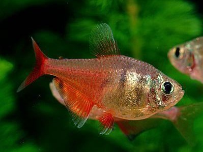 Tetra Red Flame