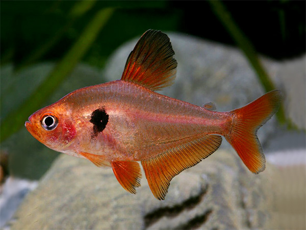 Tetra Serpae