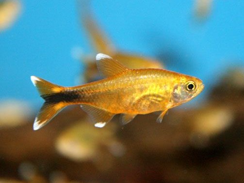 Tetra Silver Tip