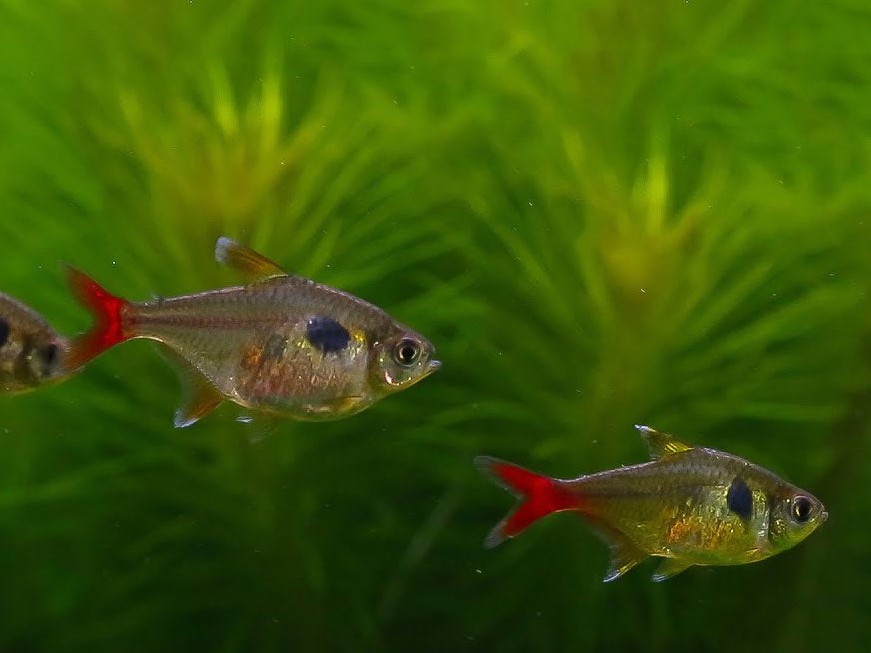 Tetra Yellow Phantom