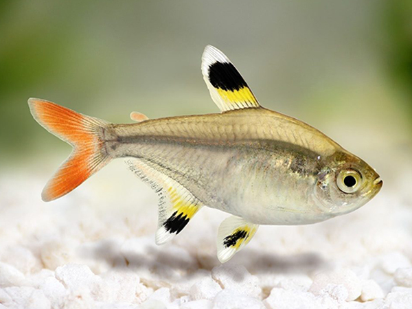 Pristella
