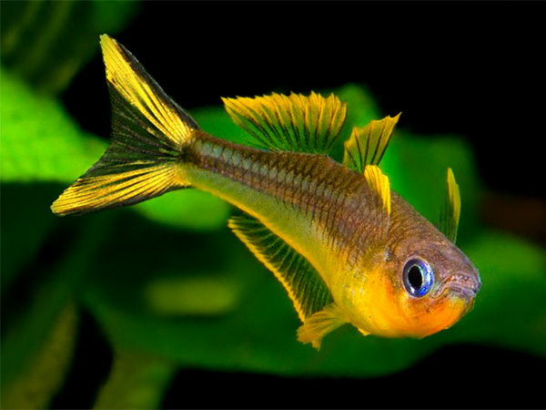 Pseudomugil Furcatus