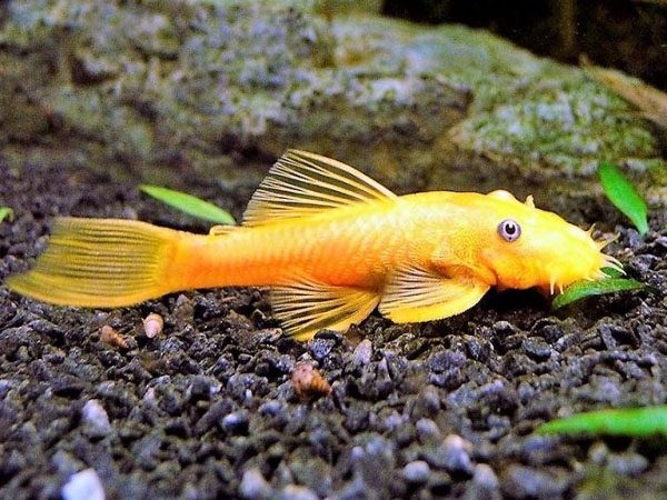 Ancistrus l144 Blue Eye Lemon
